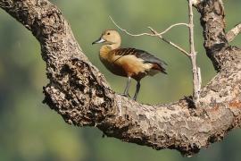 Drzewica indyjska - Dendrocygna javanica - Lesser Whistling-duck