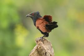 Kukal zmienny - Centropus sinensis - Greater Coucal
