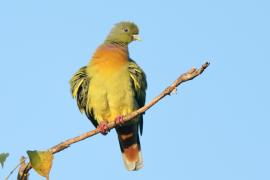 Treron zielonolicy - Treron bicinctus - Orange-breasted Green Pigeon