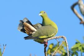 Treron zielonolicy - Treron bicinctus - Orange-breasted Green Pigeon