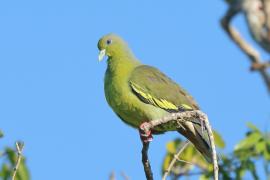 Treron zielonolicy - Treron bicinctus - Orange-breasted Green Pigeon