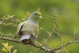 Treron zielonolicy - Treron bicinctus - Orange-breasted Green Pigeon