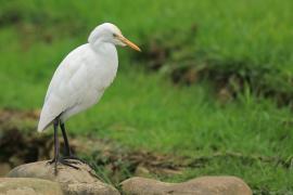 Czapla złotawa - Bubulcus ibis - Western Cattle Egret