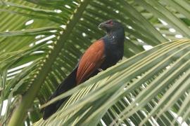 Kukal zmienny - Centropus sinensis - Greater Coucal