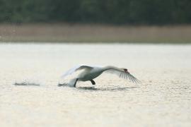 Łabędź niemy - Cygnus olor - Mute Swan