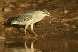 Czapla zielonawa - Butorides striata - Striated Heron