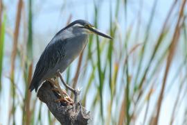 Czapla zielonawa - Butorides striata - Striated Heron