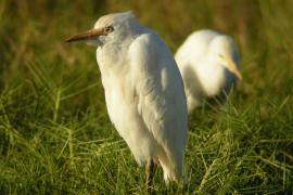 Czapla złotawa - Bubulcus ibis - Western Cattle Egret