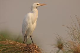 Czapla złotawa - Bubulcus ibis - Western Cattle Egret