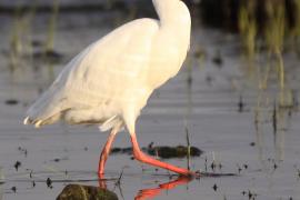 Czapla złotawa - Bubulcus ibis - Western Cattle Egret