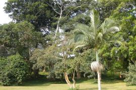 Ogród botaniczny w Entebe