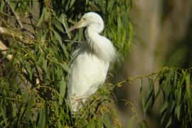 Czapla nadobna - Egretta garzetta - Little Egret