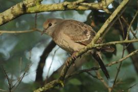 Turkaweczka zielonoplamkowa -Turtur chalcospilos -Emerald-spotted Wood Dove