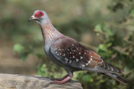 Gołąb okularowy - Columba guinea - Speckled Pigeon