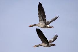 Gęgawa - Anser anser - Greylag Goose