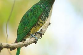 Kukułeczka złocista - Chrysococcyx cupreus - African Emerald Cuckoo