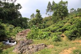 Plantacja herbaty w górach w Parku Bwindi.