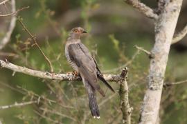 Kukułka sawannowa - Cuculus gularis - African Cuckoo