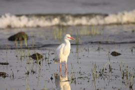 Czapla złotawa - Bubulcus ibis - Western Cattle Egret