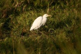 Czapla złotawa - Bubulcus ibis - Western Cattle Egret