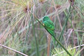 Kukułeczka złocista - Chrysococcyx cupreus - African Emerald Cuckoo