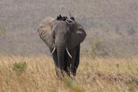 Słoń afrykański - Loxodonta africana -  African savanna elephant 