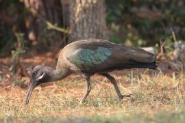 Ibis białowąsy - Bostrychia hagedash - Hadada Ibis