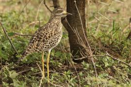 Kulon plamisty - Burhinus capensis - Spotted Thick-knee