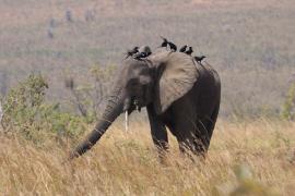 Słoń i kruczek w Parku Narodowym Murchison Falls.
