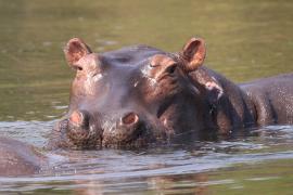 Hipopotam w Parku Narodowym Murchison Falls.