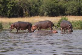 Hipopotam w Parku Narodowym Murchison Falls.