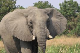 Słoń w Parku Narodowym Murchison Falls.