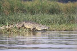 Krokodyl nilowy w Parku Narodowym Murchison Falls.