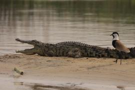 Krokodyl nilowy i czajka szponiasta.