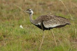 Dropik czarnobrzuchy - Lissotis melanogaster - Black-bellied Bustard