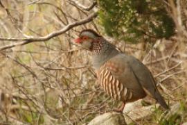 Góropatwa berberyjska - Alectoris barbara - Barbary Partridge