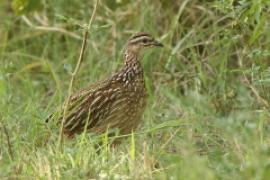 Frankolin czubaty - Dendroperdix sephaena - Crested Francolin