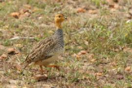 Frankolin jasnogłowy - Peliperdix coqui  - Coqui Francolin