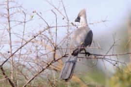 Hałaśnik maskowy - Corythaixoides personatus - Bare-faced Go-away-bird