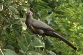 Hałaśnik szary - Corythaixoides concolor - Grey Go-away-bird