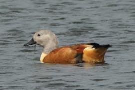 Kazarka szarogłowa - Tadorna cana - South African Shelduck