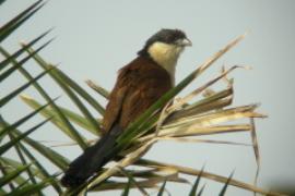 Kukal senegalski - Centropus senegalensis - Senegal Coucal