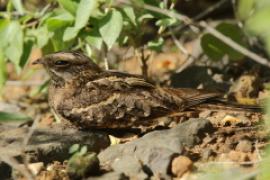 Lelek wysmukły - Caprimulgus clarus - Slender-tailed Nightjar