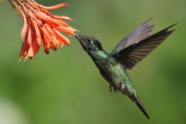 Ametyścik cienkodzioby - Eugenes fulgens - Magnificent Hummingbird