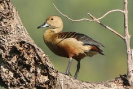 Drzewica indyjska - Dendrocygna javanica - Lesser Whistling-duck