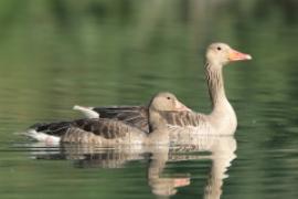 Gęgawa - Anser anser - Greylag Goose