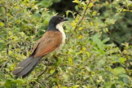 Kukal białogardły - Centropus superciliosus burchellii - Burchell's Coucal