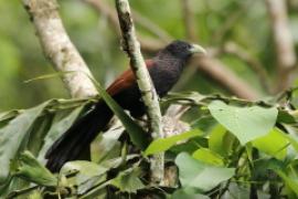 Kukal jasnodzioby - Centropus chlororhynchos - Green-billed Coucal