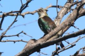 Kukułeczka pstra - Chrysococcyx caprius - Diederick Cuckoo