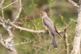 Kukułka sawannowa - Cuculus gularis - African Cuckoo